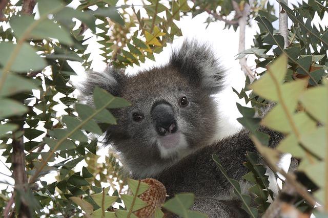 wildlife near Perth