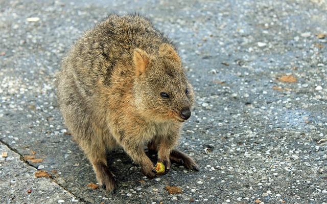 quokkas