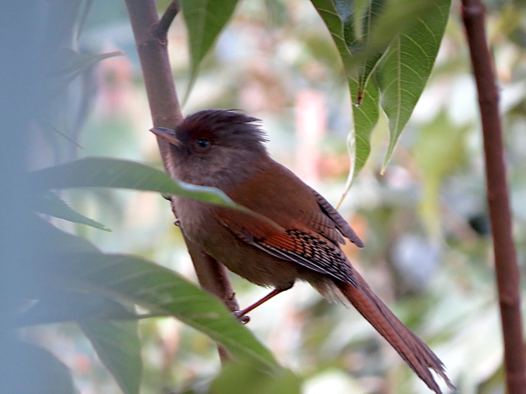 Rusty-fronted barwing