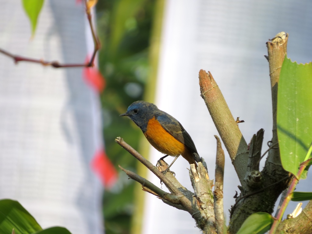 Blue-fronted redstart