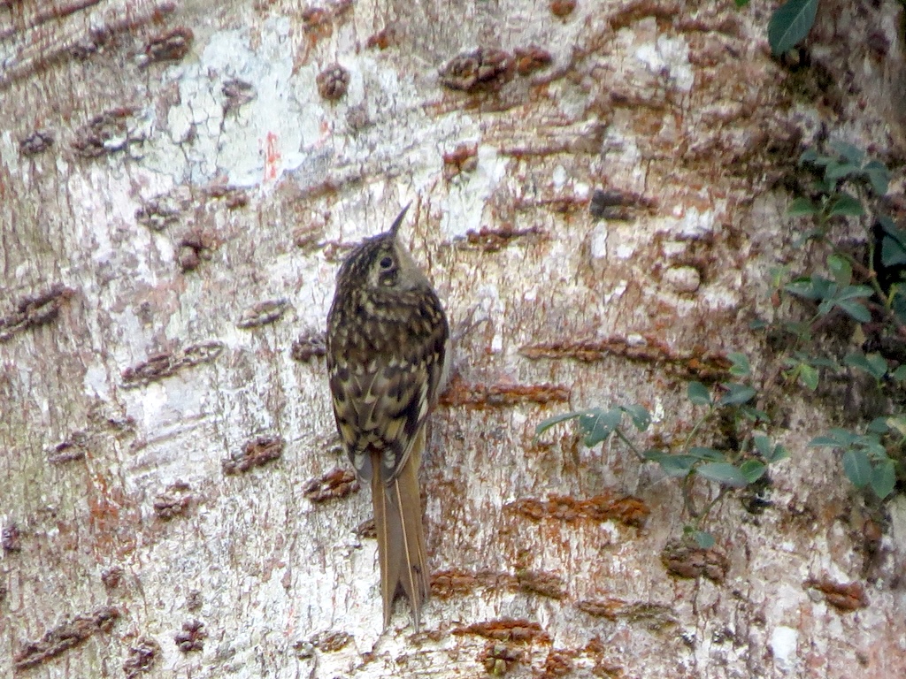 Sikkim treecreeper