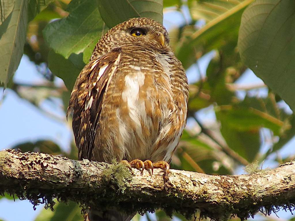 Asian barred owlet