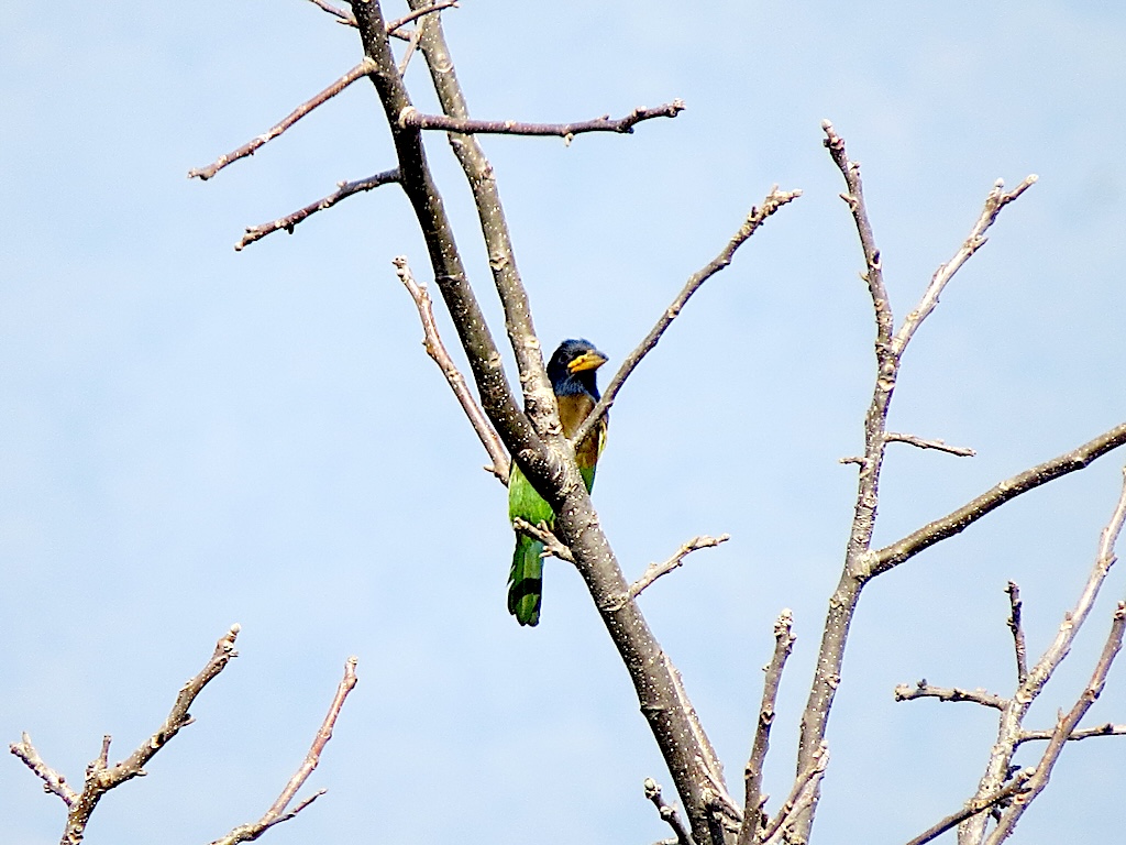 Great barbet