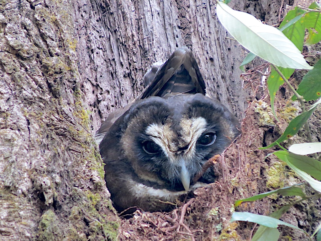 Brown wood owl
