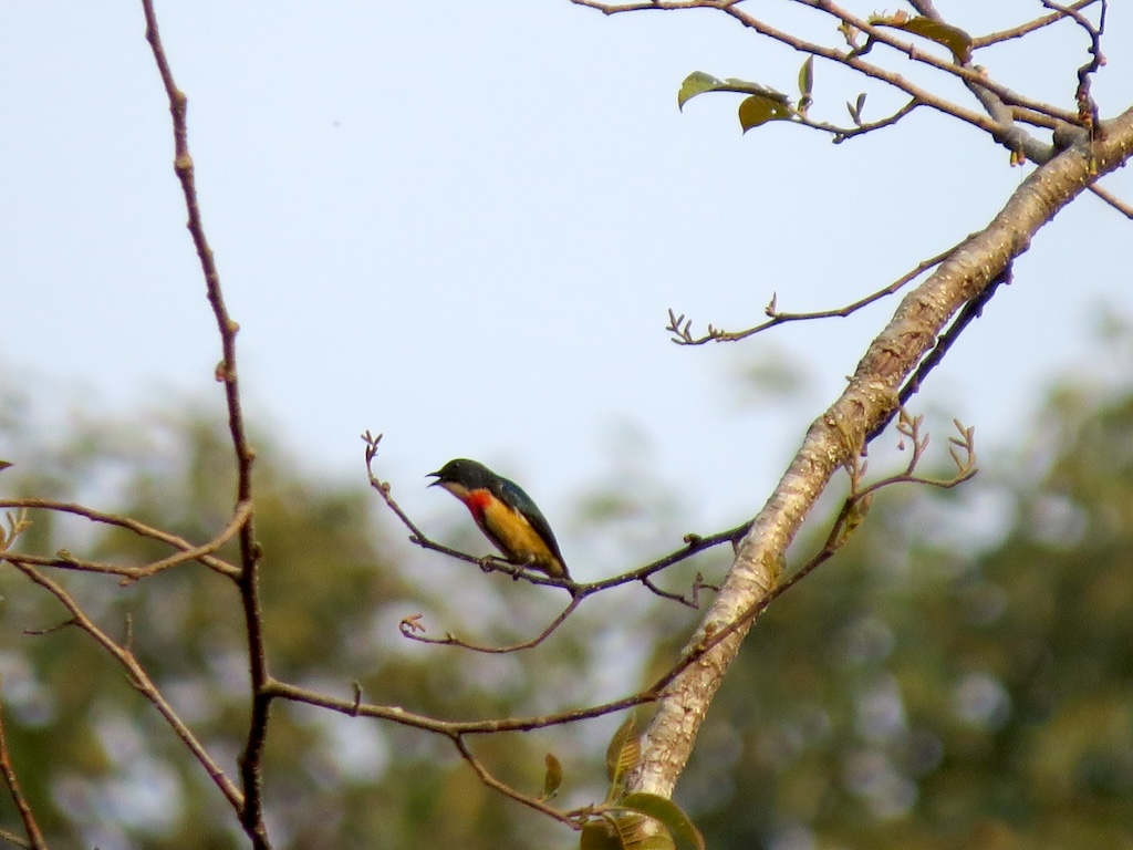 Fire-breasted flowerpecker