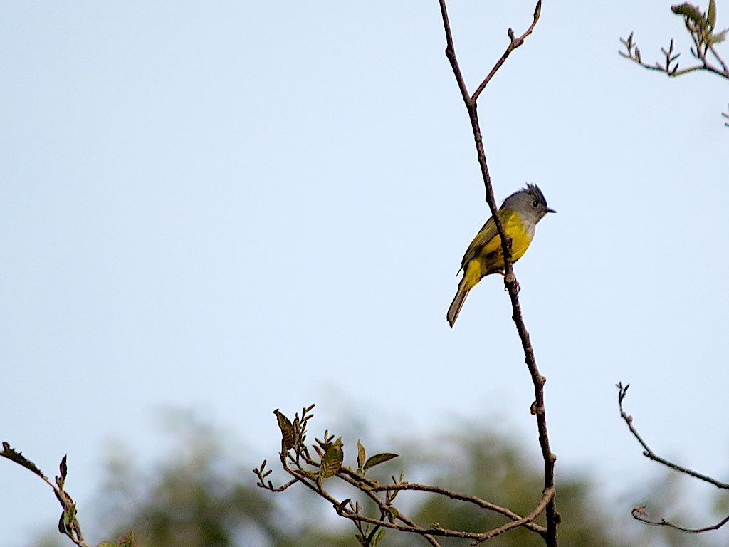 Grey-headed canary-flycatcher