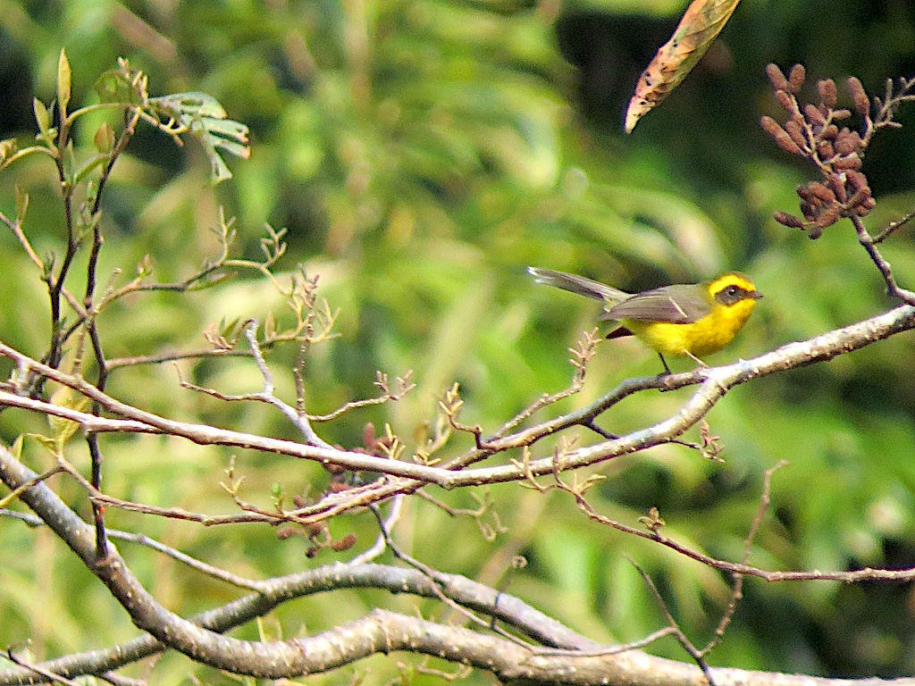 Yellow-bellied fantail