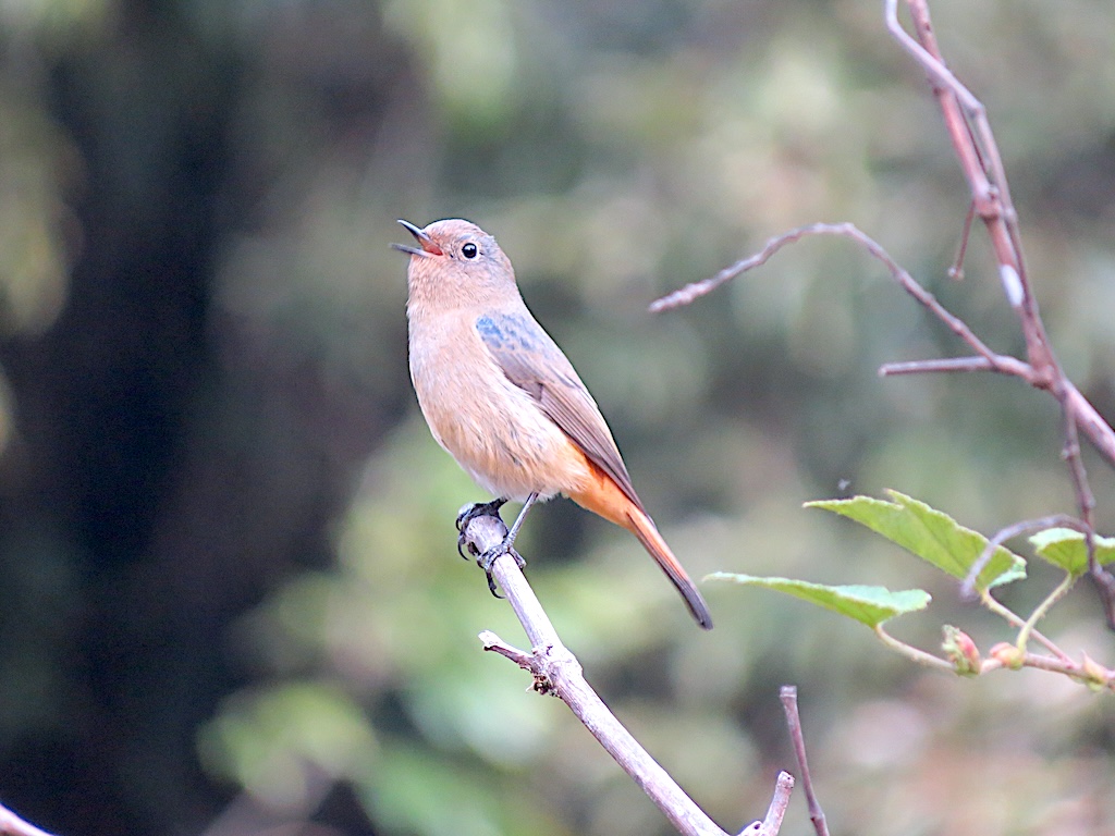Blue-fronted redstart (Female)